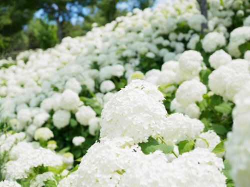 Hydrangea Arborescens 'Annabelle'